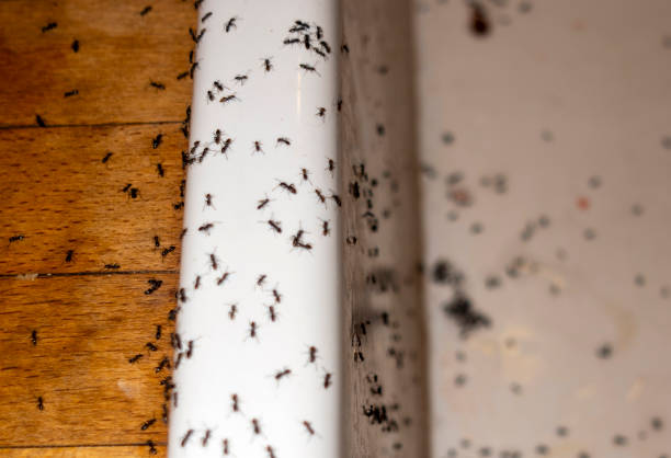 Best Residential Pest Control  in Tinton Falls, NJ